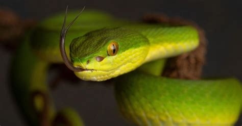 Cara mencegah ular kobra masuk rumah. 10 Jenis Ular Berbisa di Indonesia yang Sering Masuk Rumah ...