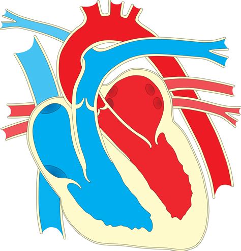 Diagram Heart Drawing Anatomy Clip Art Human Heart Png Download 502800
