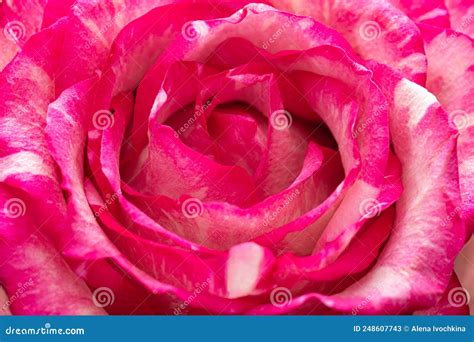 Closeup Of A Pink Rose Bud Background Opened Rosebud Rose Bud With