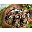 Cat & Kittens Wallpaper  2 Love And Quotes