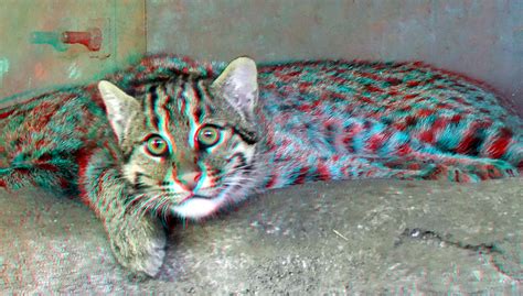 Fishing Cat Blijdorp Zoo Rotterdam 3d Anaglyph Stereo Red Flickr