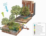 生态景观设计「雨水花园」在城市环境中的应用有哪些？ - 知乎