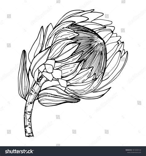 Drawing Flower Proteus Beautiful African Flower Stock Vector Royalty