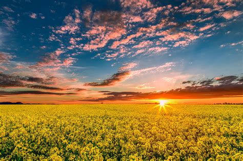 Download Yellow Flower Cloud Sky Sunrise Horizon Nature Field Canola Hd