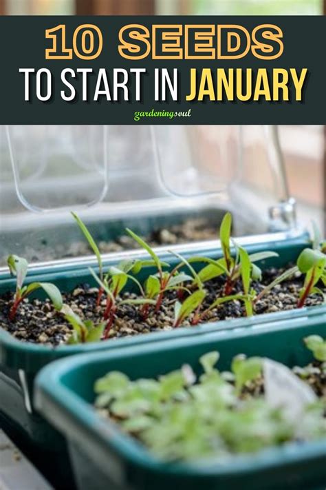 10 Seeds To Start In January