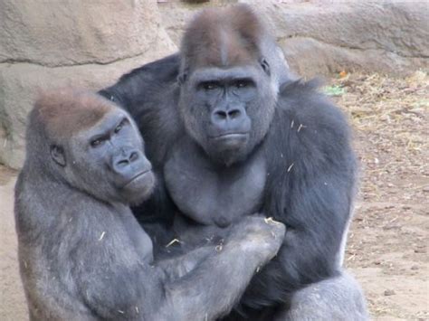 Investigación Sobre Gorilas Gorilla Facts And Information