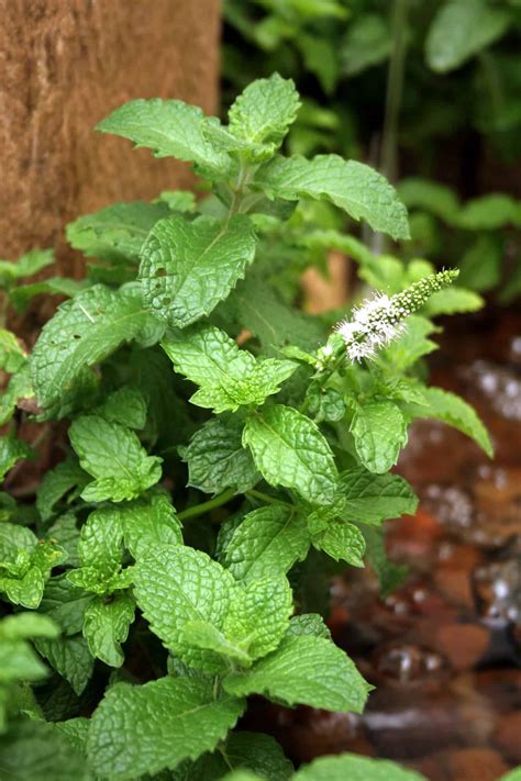 Mint Planting Growing And Harvesting Mint With Lifestyle Home Garden