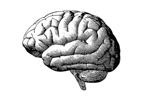 Brain Drawings Illustrations Royalty Free Vector Graphics And Clip Art