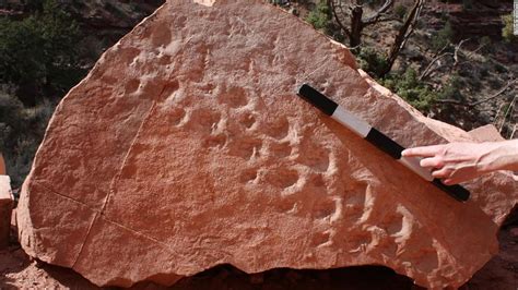 Grand Canyon Cliff Collapse Reveals 313 Million Year Old Fossil