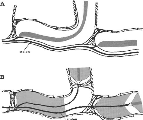 Figure 11 From The Stolon System In Rhabdopleura Compacta Hemichordata