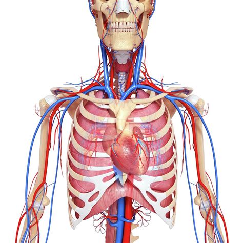 Human Chest Anatomy By Leonello Calvettiscience Photo Library