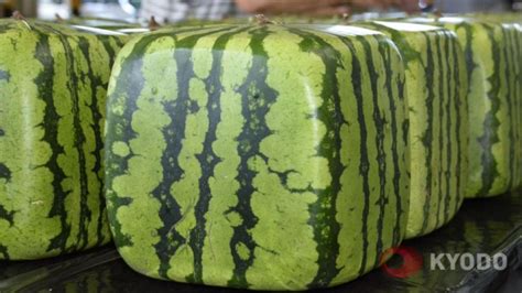 Square Watermelon Growing Square Watermelons Information About A