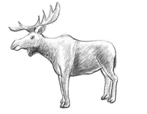 How To Draw A Moose Easy Drawing Tutorial