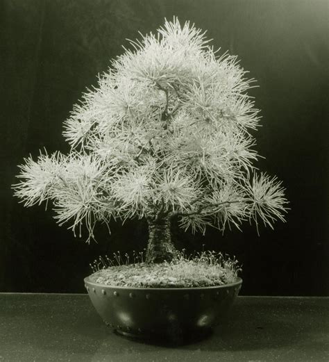 Japanese White Pine Bonsai Tree Pinus Parviflora Flickr