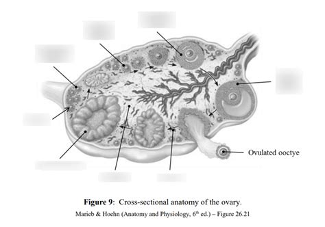 Cross Sectional Anatomy Of The Ovary Diagram Quizlet