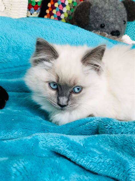 Decoding The Blue Point Ragdoll Meaning And Characteristics