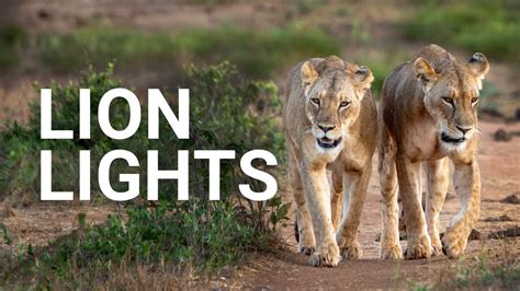 Lion Lights Solar Solutions In Kenya Youtube