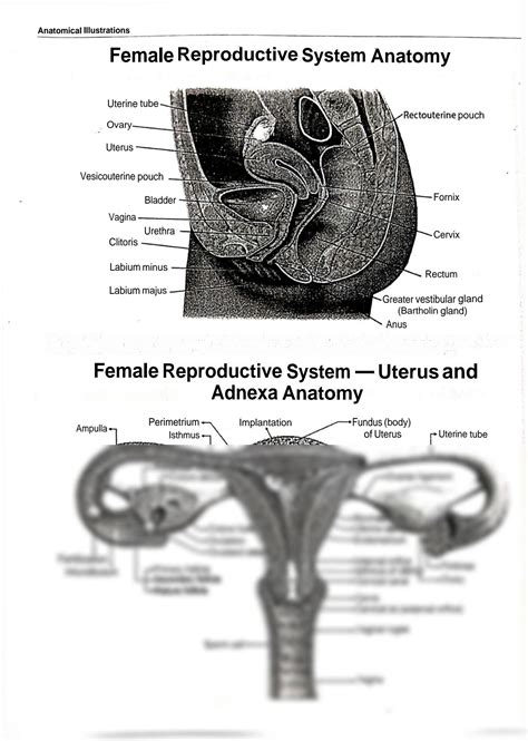 Solution Simple Anatomical Representation Of Human Female Reproductive