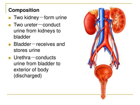 Ppt The Urinary System Powerpoint Presentation Free Download Id404216