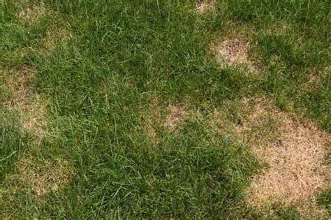 Lawn Tips 7 Situations That Could Be Causing Brown Spots In Your Lawn