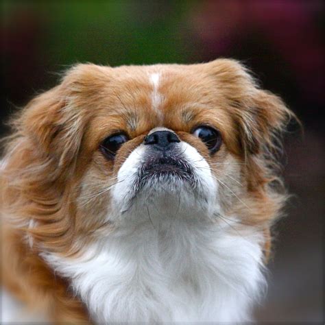 Japanese Chin So Cute Designer Dogs Dog Love Japanese Chin