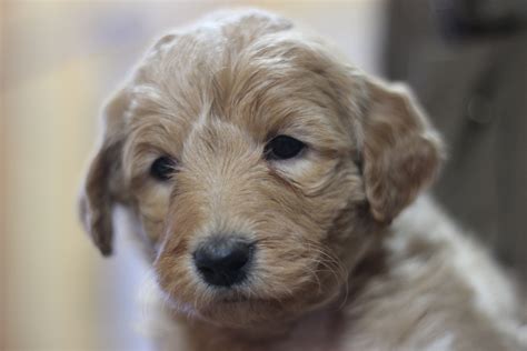 The combination of the gentle golden retriever and the highly intelligent poodle make a wonderful companion. Goldendoodle Puppies Georgia + Raphael #gvd #gvdlove # ...