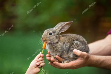 Rabbit Feeding Animal Stock Photo By ©dimabl 104705718