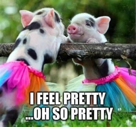 50 Funny Pig Pictures To Make You Laugh