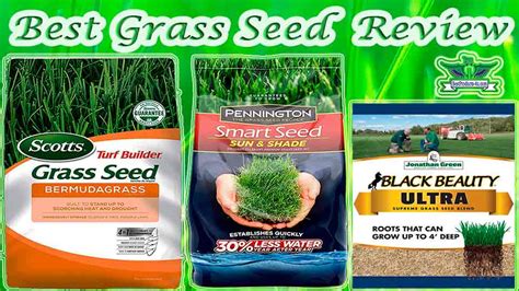 Best Grass Seed Reviews Top 10 Fast Growing Grass Seed Of 2022