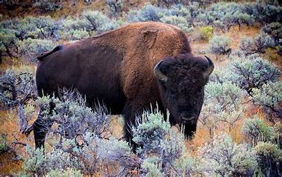 Bison Buffalo Background Desktop American Animals Bulls