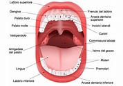 Come sono fatti i nostri denti | Studio Dentistico Aemme