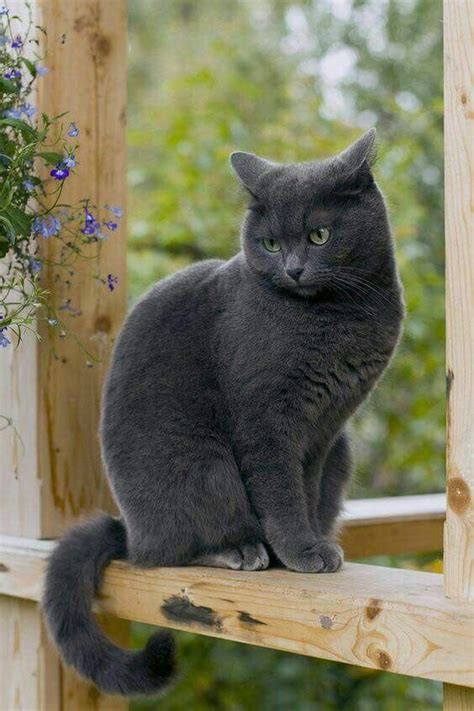 Pin By Lulu532 On Grey Kitties Cats Cats Kittens Chartreux Cat