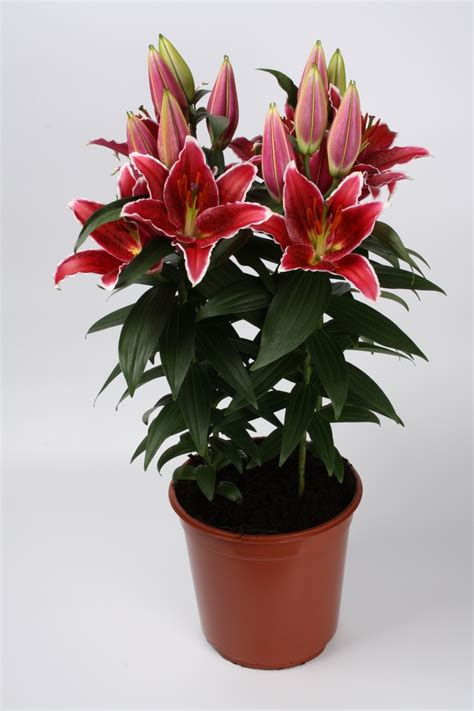 Lilium Lily Looks Sunny Grenada Oriental Lily Garden Center Marketing