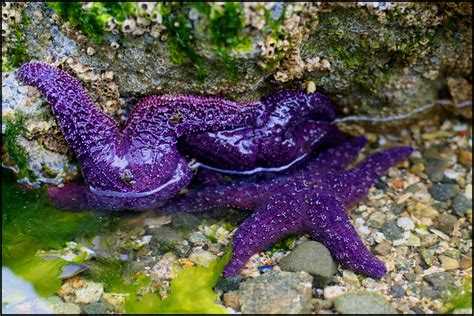 Purple There Were So Many Purple Starfish On The Beach Flickr