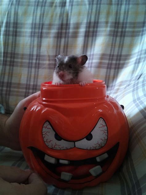 Pandy Is So Scary Hamsters