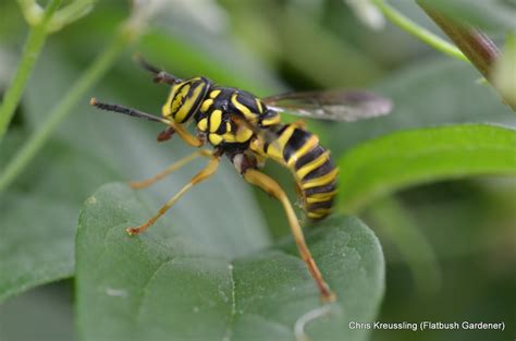 Spilomyia Longicornis Wasp Mimic Syrphid Fly Flickr