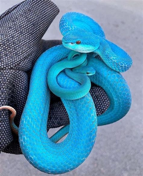 Wild Life Please Beware The Impossibly Beautiful Blue Viper This