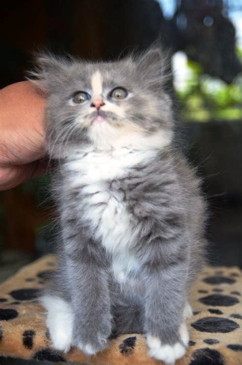 Persian Ragamuffin Kitten Sold 9 Years 11 Months Grey Persian
