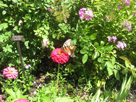 Flowers That Attract Butterflies In The Walled Garden Early August