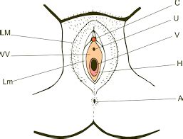 Reproductive System Female External