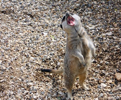 Scary Meerkat Voodoochild91 Flickr