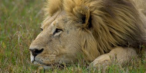 Lions Shot Dead At Santiago National Zoo Chile After Man Enters