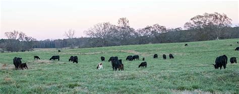 The Complexities Of Tall Fescue Hay And Forage Magazine