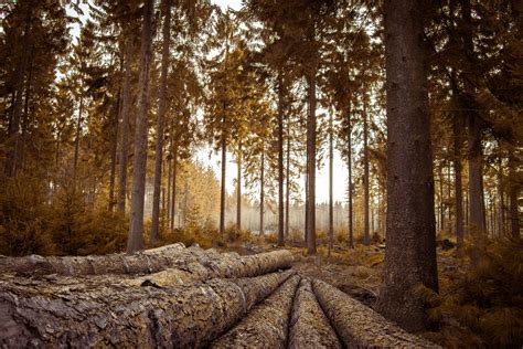 Free Images Landscape Tree Nature Forest Outdoor Wilderness