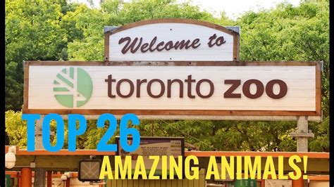 Toronto Zoo Top 26 Amazing Animals You Must See Youtube
