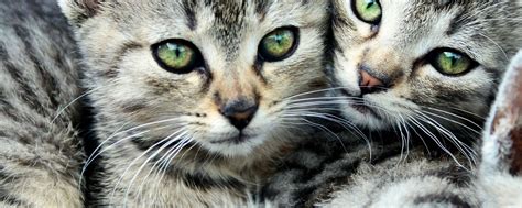 Two Cats Wallpapers Top Free Two Cats Backgrounds Wallpaperaccess