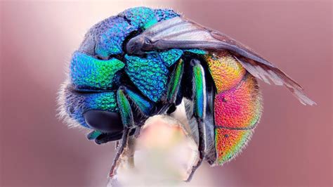 The Colorful Colors Of The Flies Wallpaper Animals Wallpaper Better