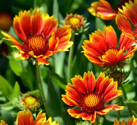Maybe you would like to learn more about one of these? 25 Types of Flowers to Plant for Summer | Summer Flowers