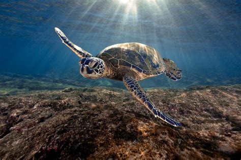 Черепахи В Море Картинки Telegraph