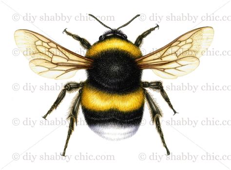 Waterslide Decal Image Transfer Vintage Bumble Bee Insect Wings Label